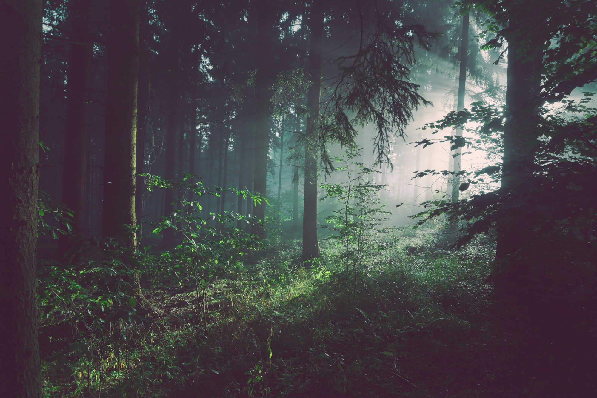 Forest ecological assessment, biodiversity and conservation landscape