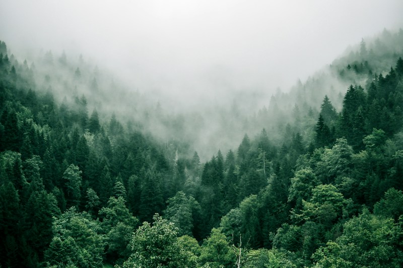 Tree Census & Canopy Mapping