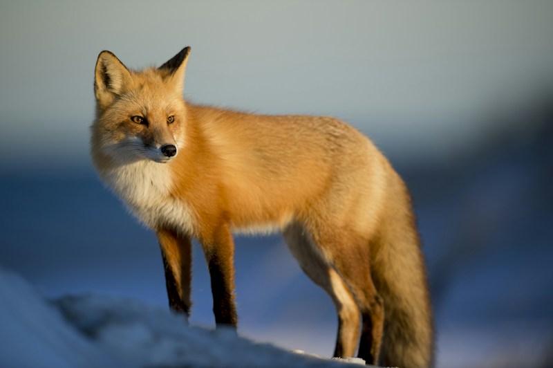 Wildlife Conservation Plan